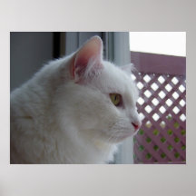 LOVELY KITTY POSTER