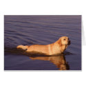 Lovely Labrador sunlit standing in water cards