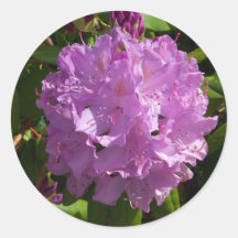 Lovely Lavender Rhododendron Sticker