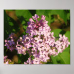Lovely Lilac Posters
