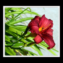 Lovely Lily posters