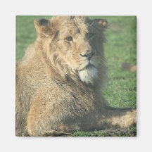 Lovely Lion Magnets