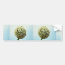 Lovely Onion, allium cepa Bumper Stickers