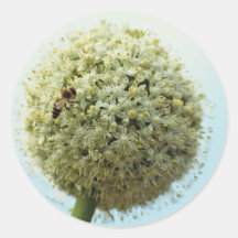 Lovely Onion, allium cepa Sticker