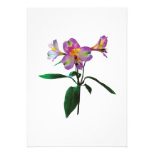 Lovely Pink Asiatic Lilies Announcement
