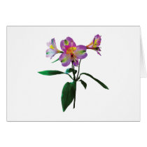 Lovely Pink Asiatic Lilies Greeting Card