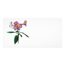 Lovely Pink Asiatic Lilies Picture Card