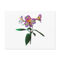 Lovely Pink Asiatic Lilies Postcard