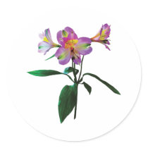Lovely Pink Asiatic Lilies Round Stickers