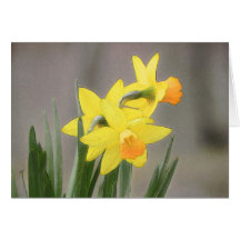 Lovely Spring Daffodils Cards
