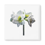 Lovely White Amaryllis