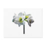 Lovely White Amaryllis Postcards