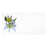 Lovely White Lilies photo cards