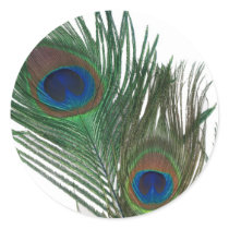 Lovely White Peacock Feather