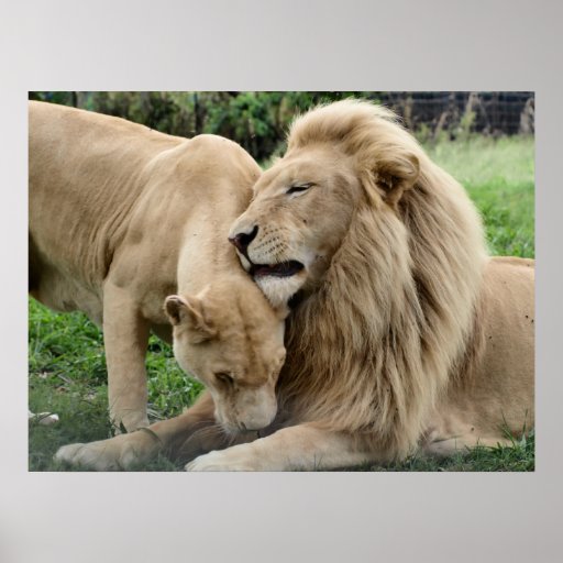 Lover Lions in South Africa Posters