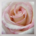 Love's First Blush Rose posters