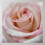 Love's First Blush Rose