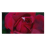 Loving the red rose and meaning custom photo card