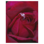 Loving the red rose and meaning flyers
