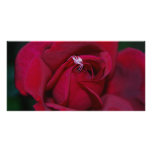 Loving the red rose and meaning photo cards