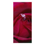 Loving the red rose and meaning personalised rack card
