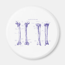 Lower Limb Blue Fridge Magnet