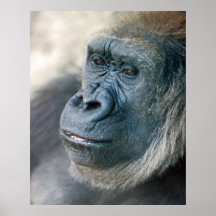 Lowland Gorilla Nose Print