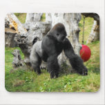 Lowland silverback gorilla walking mousepads