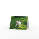 Loyal Companions: Shar-pei cards