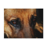 LOYAL FRIEND postcards