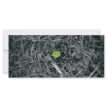 lucky clover rack cards
