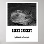 Lucky Cricket Poster posters