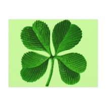 Lucky Four Leaf Clover Postcard