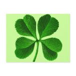 Lucky Four Leaf Clover postcards