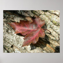 'Lucky Leaf' Poster