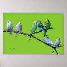 Lucky Seven Parakeets Poster