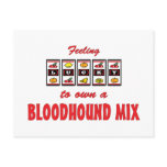 Lucky to Own a Bloodhound Mix Fun Dog Design postcards