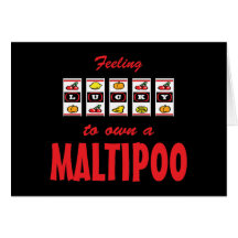 Lucky to Own a Maltipoo Fun Dog Design Greeting Card