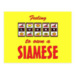 Lucky to Own a Siamese Fun Cat Design Post Cards