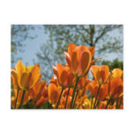 Luminous Orange Tulips Postcard