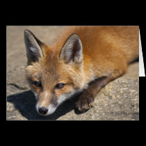 Luna Fox Card