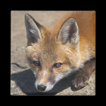 Luna Fox Magnet