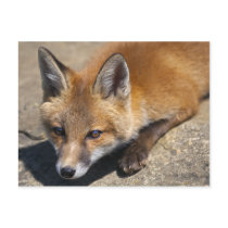 Luna Fox Postcard