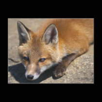 Luna Fox Postcard