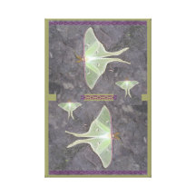 LUNA MOTH ART STRETCHED CANVAS PRINT