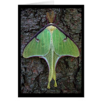 Luna Moth Card