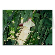 Luna Moth Greeting Cards