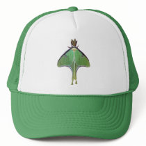Luna Moth