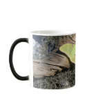 Luna Moth on a Morphing Mug