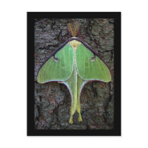 Luna Moth